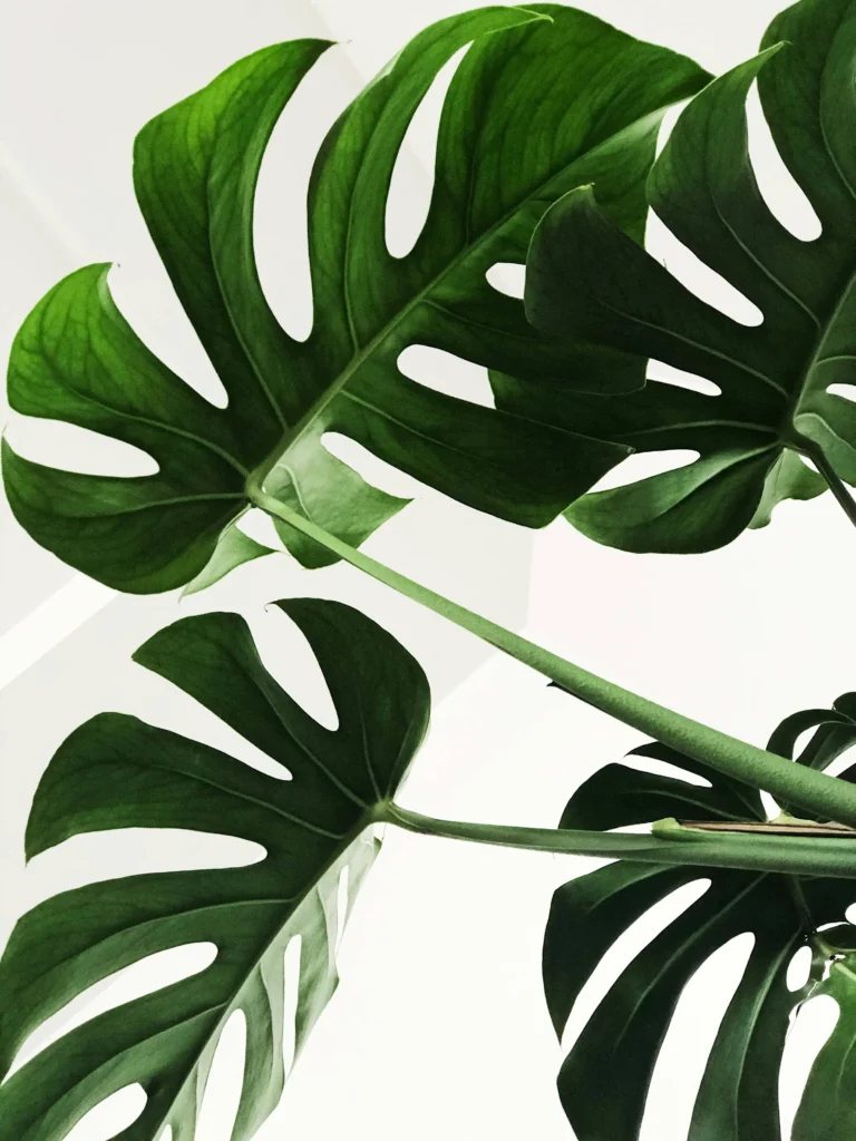 Plante Monstera Deliciosa